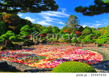 【島根県】晴天の由志園の池泉天竺牡丹（10万輪のダリア） 95945430