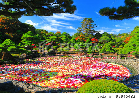 【島根県】晴天の由志園の池泉天竺牡丹(10万輪のダリア) 【島根県】晴天の由志園の池泉天竺牡丹(10万輪のダリア) 95945432