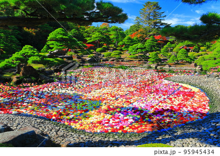 【島根県】晴天の由志園の池泉天竺牡丹（10万輪のダリア） 95945434