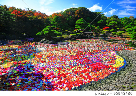 【島根県】晴天の由志園の池泉天竺牡丹（10万輪のダリア） 95945436