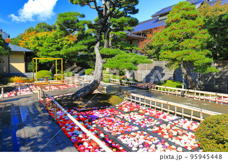 【島根県】晴天の由志園の池泉天竺牡丹(10万輪のダリア) 【島根県】晴天の由志園の池泉天竺牡丹(10万輪のダリア) 95945448