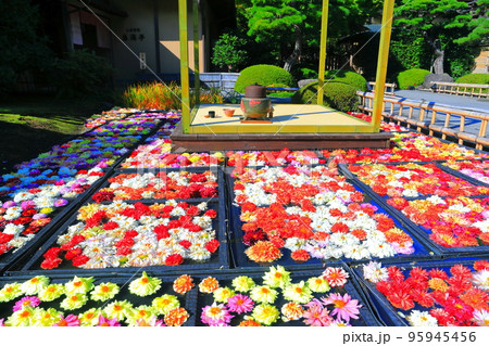 【島根県】晴天の由志園の池泉天竺牡丹（10万輪のダリア） 95945456