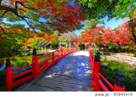 【島根県】晴天の由志園の紅葉 95945474