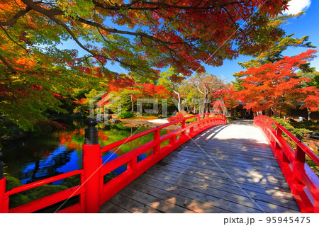 【島根県】晴天の由志園の紅葉 95945475