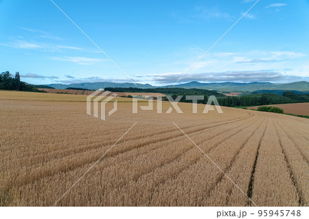 北海道2019 富良野・美瑛 夏の絶景景 北海道2019 富良野・美瑛 夏の絶景景 95945748