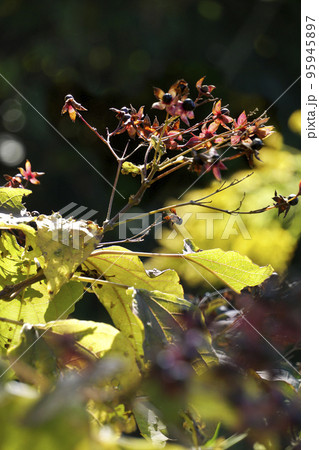 ヤブの中で実った黒と赤色のクサギの果実 95945897