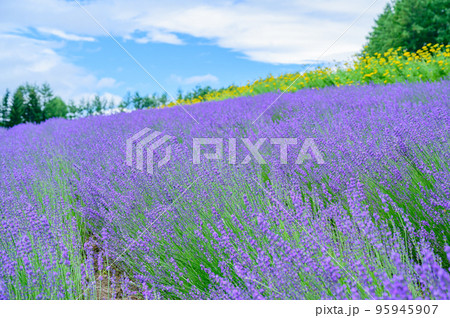 富良野、綺麗な濃い紫色のラベンダー畑、北海道 富良野、綺麗な濃い紫色のラベンダー畑、北海道 95945907