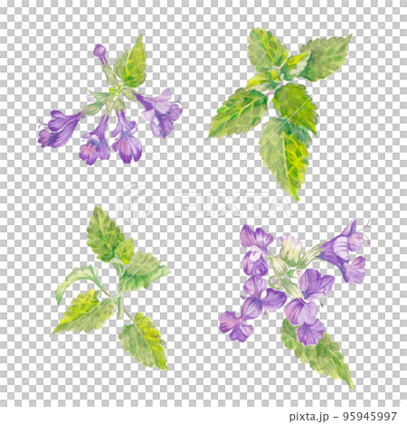 Catmint watercolor illustration 95945997