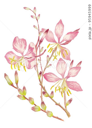 ガウラの水彩画イラスト ガウラの水彩画イラスト 95945999