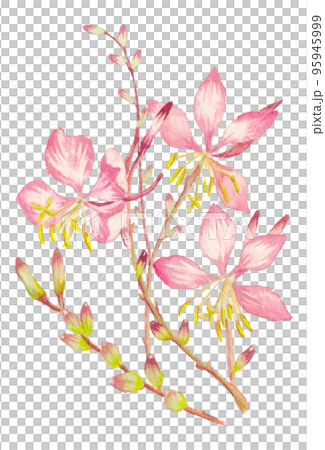 ガウラの水彩画イラスト ガウラの水彩画イラスト 95945999