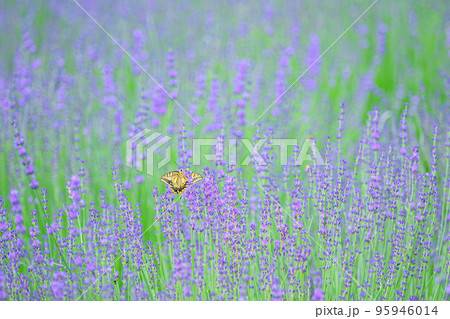アゲハ蝶と紫色のラベンダー畑、北海道、富良野 95946014
