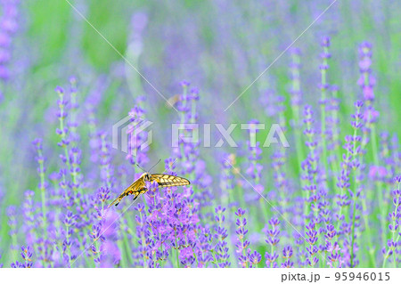 アゲハ蝶と紫色のラベンダー畑、北海道、富良野 アゲハ蝶と紫色のラベンダー畑、北海道、富良野 95946015