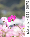 一輪の濃いピンクの秋桜 95946079