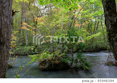 青森県 十和田市 奥入瀬渓流 箱庭 青森県 十和田市 奥入瀬渓流 箱庭 95946394