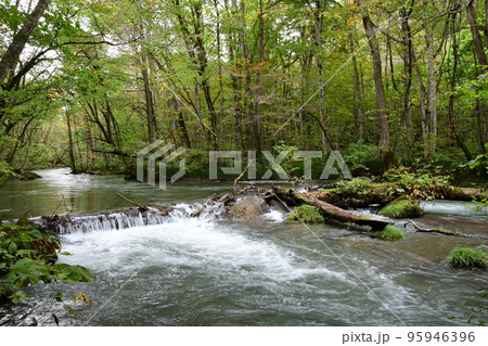 青森県 十和田市 奥入瀬渓流 倒木 青森県 十和田市 奥入瀬渓流 倒木 95946396