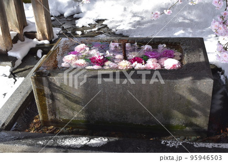 花でいっぱいの冬の晴れた日の熊野大社の手洗い場 95946503