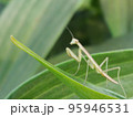 カマキリ 95946531