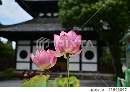 東福寺蓮の花 東福寺蓮の花 95946867