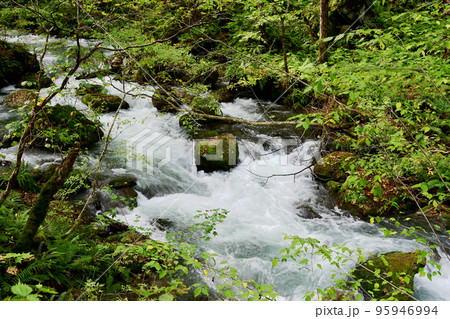 奥入瀬渓流の急流　白銀の流れ 95946994