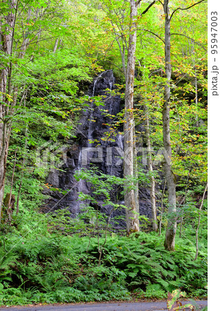 黄葉の奥入瀬渓流右岸に下る双白髪の滝 黄葉の奥入瀬渓流右岸に下る双白髪の滝 95947003