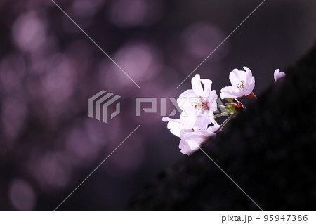 春の光を浴びて咲く桜 95947386