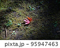 苔むした岩場に落ちたもみじ 95947463