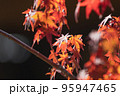 光に透ける赤い紅葉 95947465