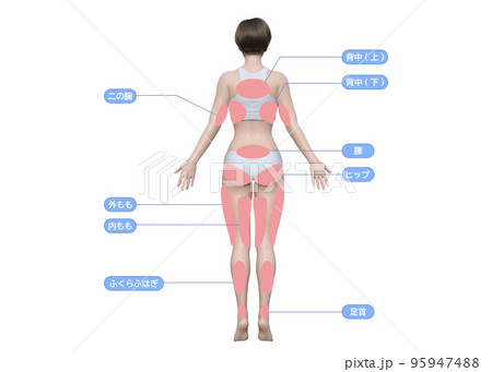 3D model female back with left body muscle anatomy - Stock Illustration  [107544485] - PIXTA