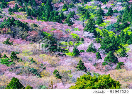 山桜と新緑 屋久島国立公園 太鼓岩から(春 山桜と新緑 屋久島国立公園 太鼓岩から(春 95947520