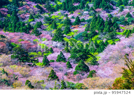 山桜と新録 屋久島国立公園 太鼓岩から(春 山桜と新録 屋久島国立公園 太鼓岩から(春 95947524