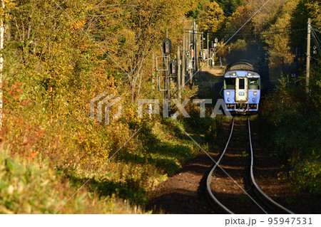 紅葉する奥白滝信号場を通過するキハ183系特急「大雪」 95947531