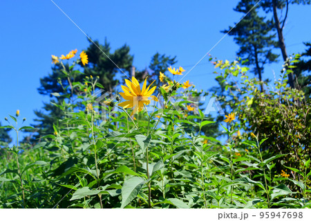 種差海岸に蔓延る特定外来植物　オオハンゴンソウ 95947698