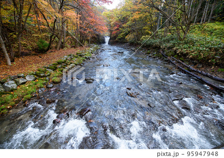 雨の大湯川　橋から見た秋の止滝　秋田県　鹿角市 95947948