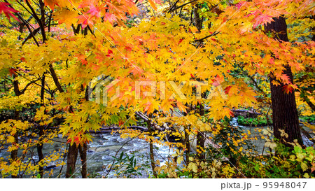 雨に濡れるオオモミジの紅葉　秋田県　止滝 95948047