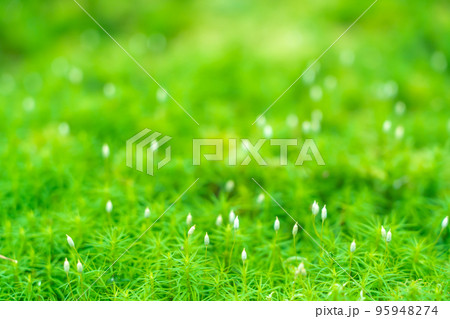 長野県 白駒の池へ向かう苔の森 白駒の森のカギカモジゴケ 長野県 白駒の池へ向かう苔の森 白駒の森のカギカモジゴケ 95948274