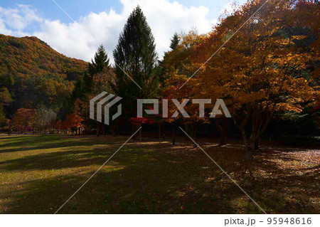 みずがき湖畔 公園の紅葉 みずがき湖畔 公園の紅葉 95948616
