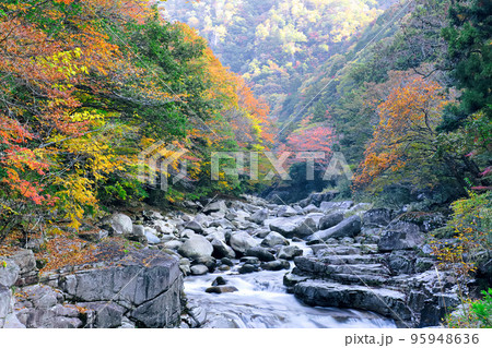 紅葉シーズンの奥津渓谷 紅葉シーズンの奥津渓谷 95948636