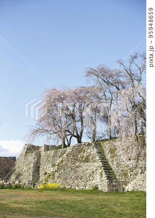 津山城本丸石垣と桜、青空 95948659