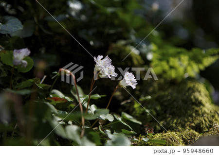 イワウチワ 95948660