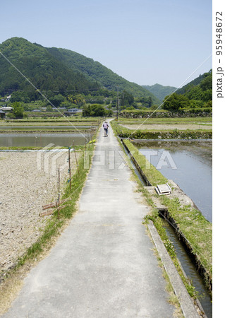田んぼの畦道、青空 田んぼの畦道、青空 95948672