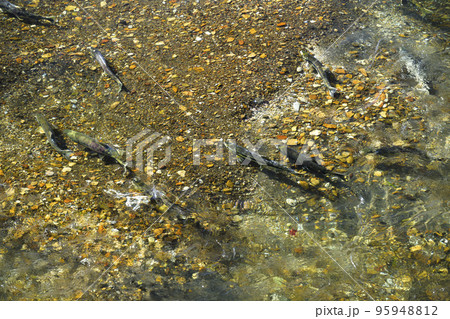 遡上するたくさんの鮭 95948812