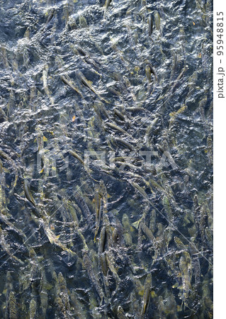 遡上するたくさんの鮭(真俯瞰 疑似空撮) 遡上するたくさんの鮭(真俯瞰 疑似空撮) 95948815