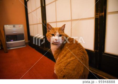 ストーブの前に座るねこ 95948888