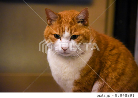 ねこ ねこ 95948891