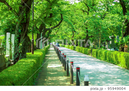 日本の青山霊園 95949004