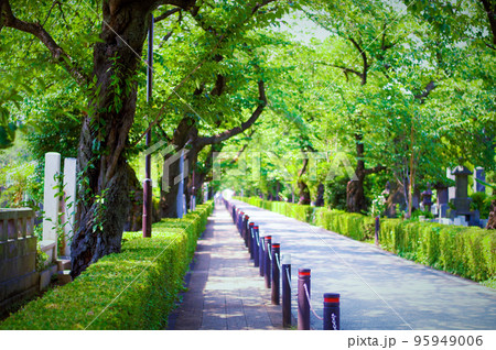 日本の青山霊園 95949006