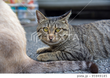 野良猫 野良猫 95949185