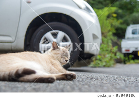 野良猫 野良猫 95949186