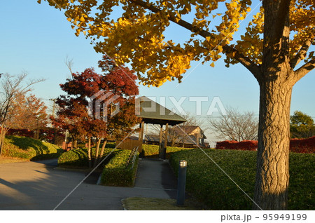 秋晴れ 黄金色の銀杏 難波田城公園 秋晴れ 黄金色の銀杏 難波田城公園 95949199