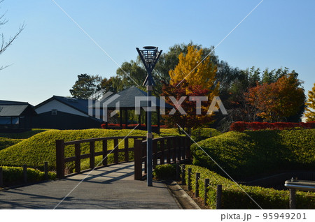 秋晴れ 黄金色の銀杏 難波田城公園 秋晴れ 黄金色の銀杏 難波田城公園 95949201